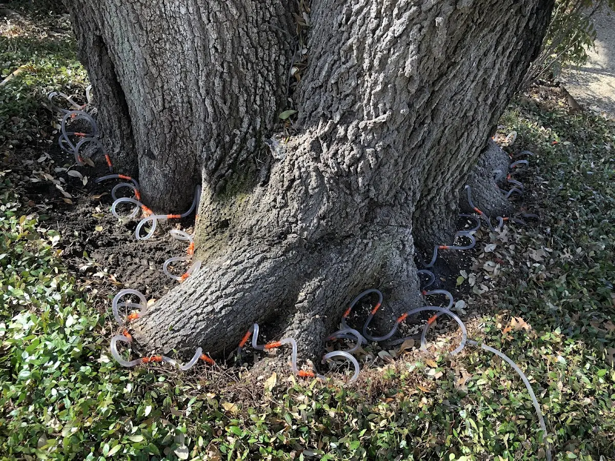 Detailed Tree Cabling and Bracing job site in Point Baker