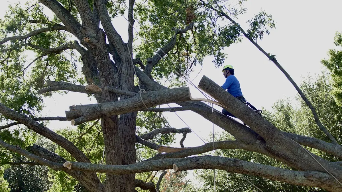 Professional Crown Thinning performed by certified arborists in Point Baker