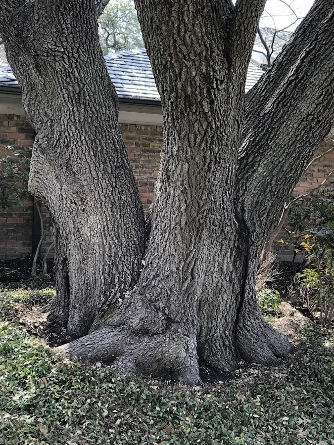 Mature heritage tree close to a Point Baker property cared for by certified arborists